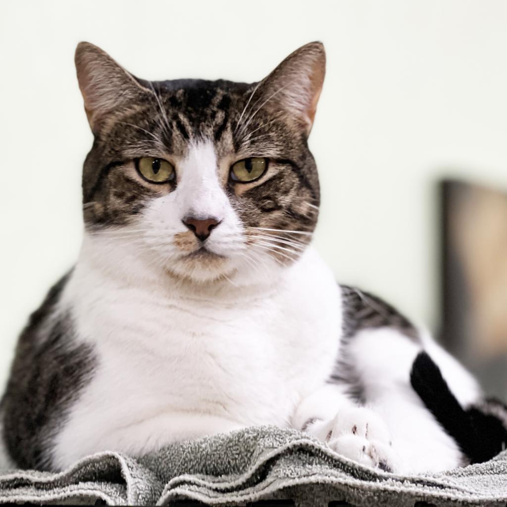 Mr. Boombastic, an adoptable Domestic Short Hair in Mount Juliet, TN, 37122 | Photo Image 1