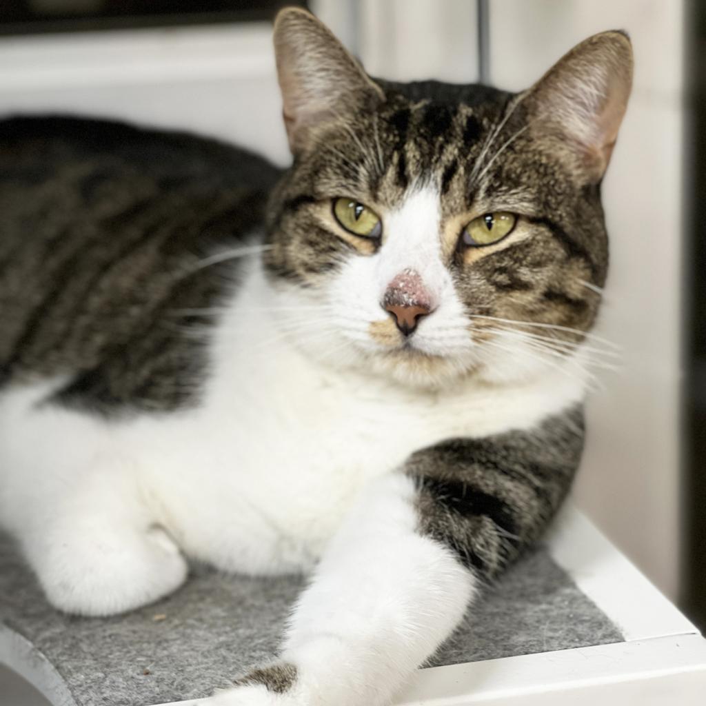 Mr. Boombastic, an adoptable Domestic Short Hair in Mount Juliet, TN, 37122 | Photo Image 2