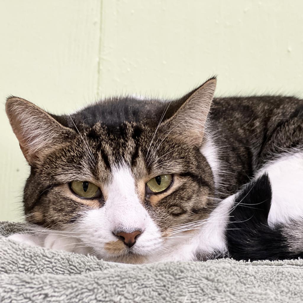 Mr. Boombastic, an adoptable Domestic Short Hair in Mount Juliet, TN, 37122 | Photo Image 3