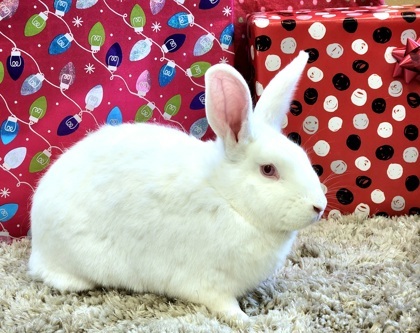 Pancake, an adoptable Bunny Rabbit in Independence, MO_image-1