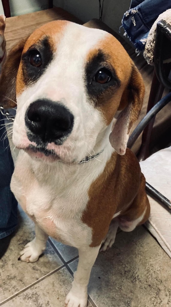Beau, an adoptable Hound in Cottonport, LA, 71327 | Photo Image 1