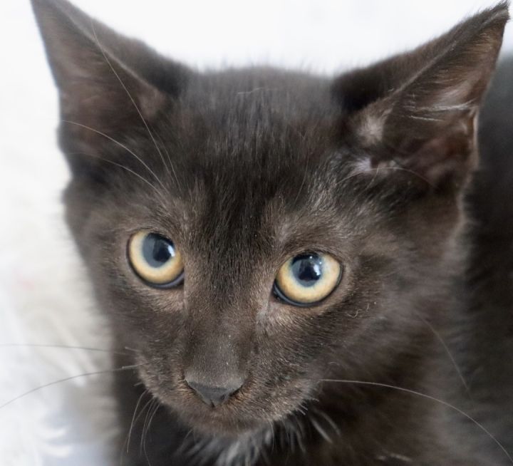 Kind Kobe, an adoptable Bombay & Domestic Short Hair Mix in Saint Augustine, FL_image-5