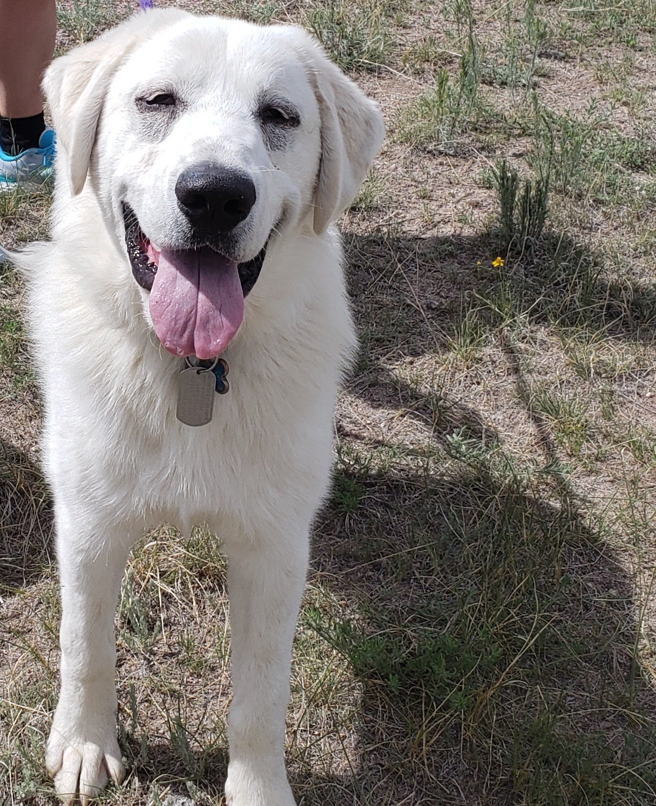 FELIX, an adoptable Great Pyrenees, Akbash in Peyton, CO, 80831 | Photo Image 1