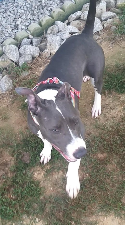 Blue lacy sale pit mix