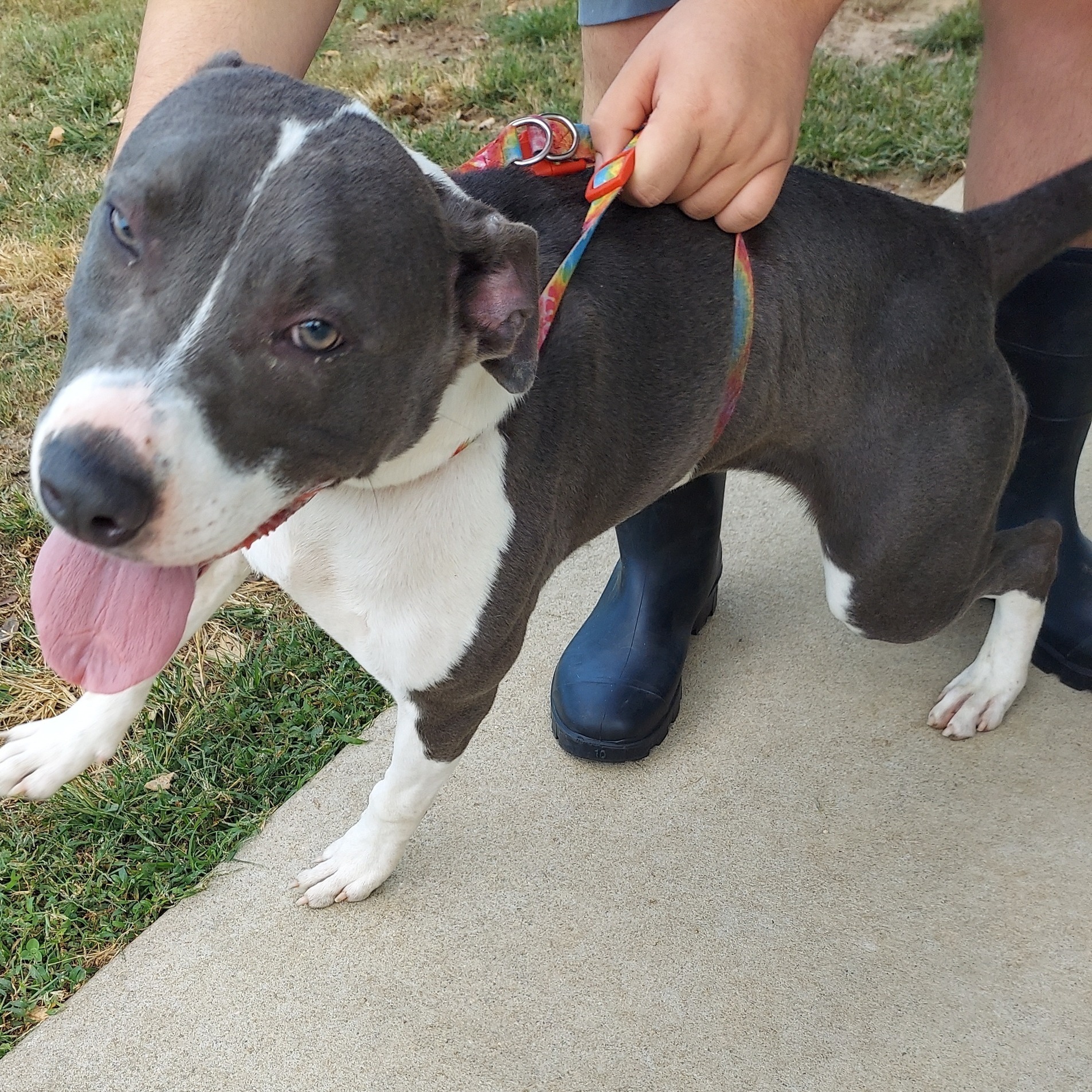 Dog for adoption - Blu Belle, a Blue Lacy & Pit Bull Terrier Mix in