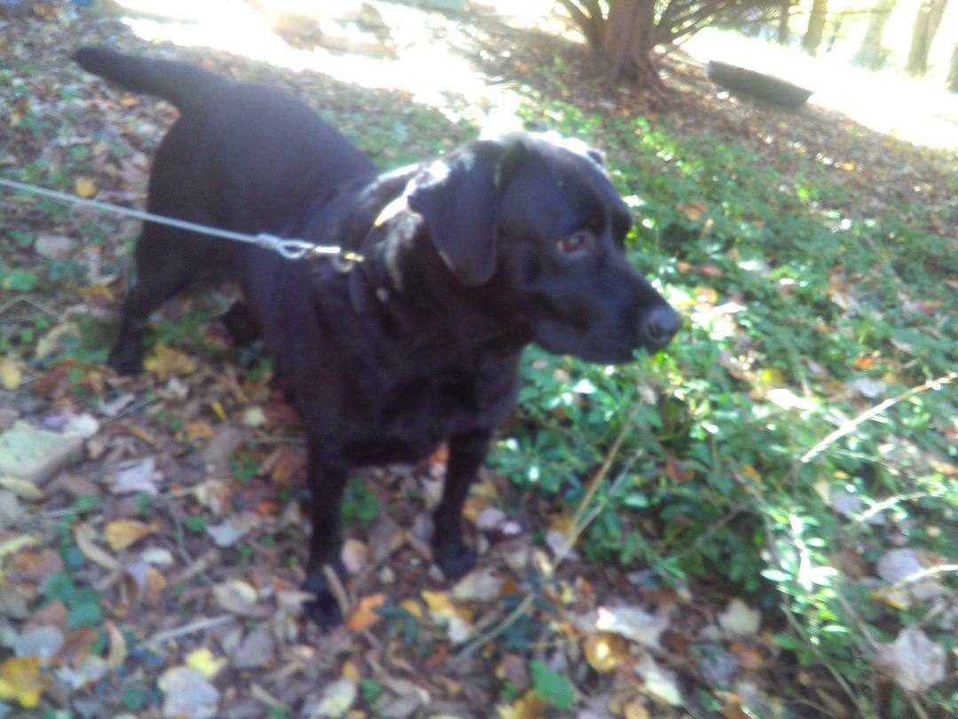 Scout