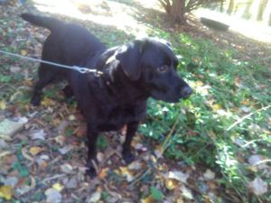 Scout Black Labrador Retriever Dog