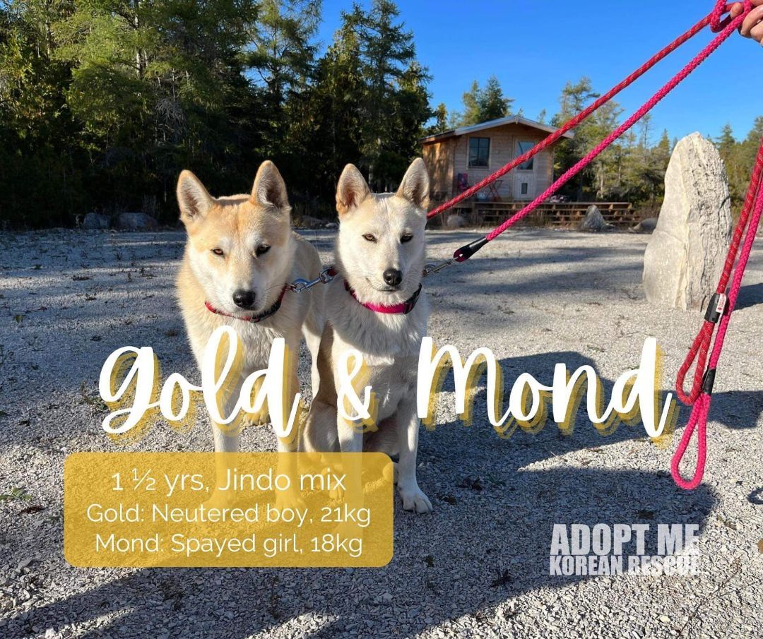 Gold/Male and Mindo/female, an adoptable Jindo in Elora, ON, N0B 1S0 | Photo Image 1