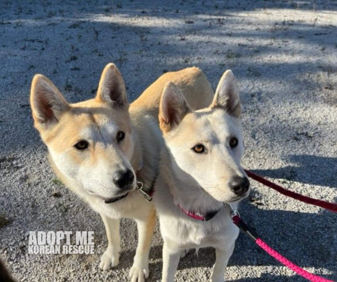 Gold/Male and Mindo/female, an adoptable Jindo in Elora, ON, N0B 1S0 | Photo Image 2