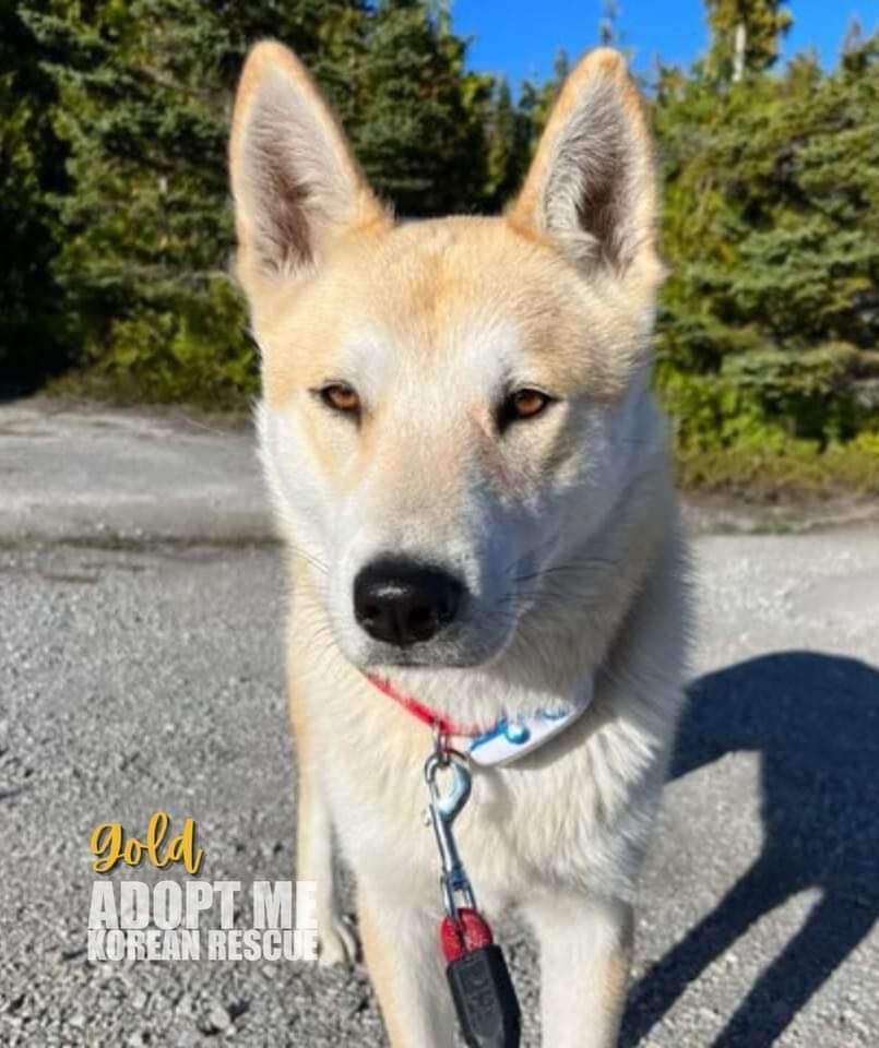 Gold/Male and Mindo/female, an adoptable Jindo in Elora, ON, N0B 1S0 | Photo Image 3