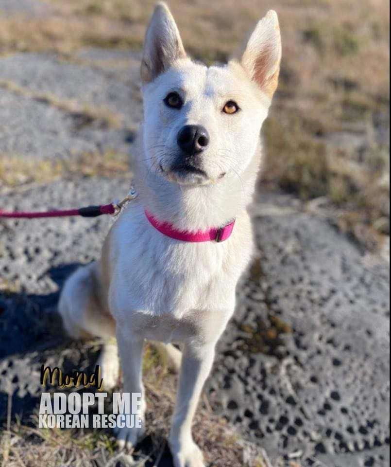 Gold/Male and Mindo/female, an adoptable Jindo in Elora, ON, N0B 1S0 | Photo Image 4