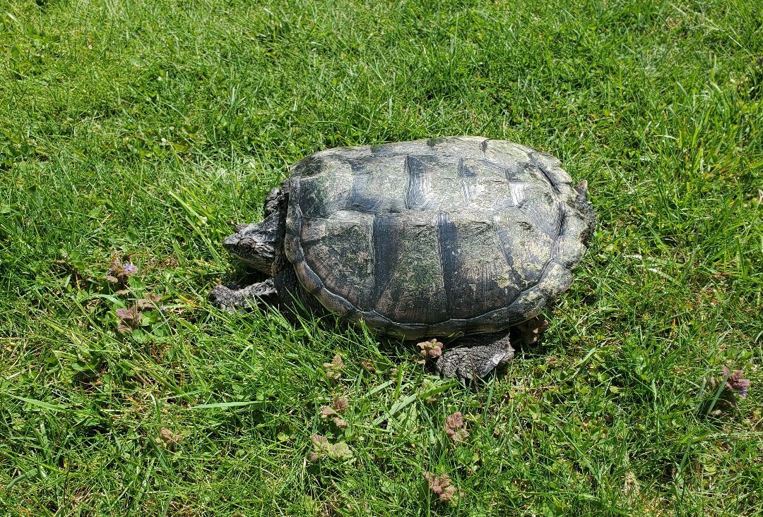 Turtle for adoption - Adenine Common Snapper, a Snapping in Baltimore ...