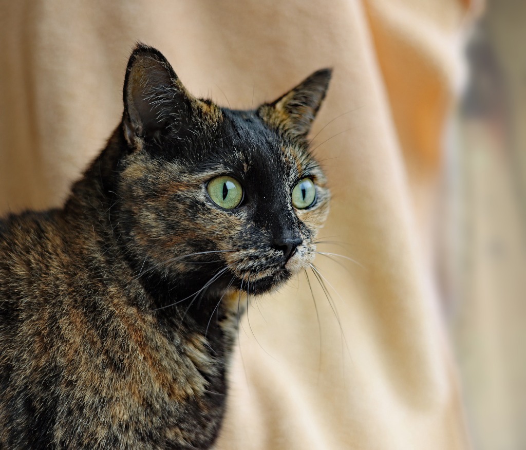 Amanda, an adoptable Domestic Short Hair, Tortoiseshell in Raleigh, NC, 27512 | Photo Image 1