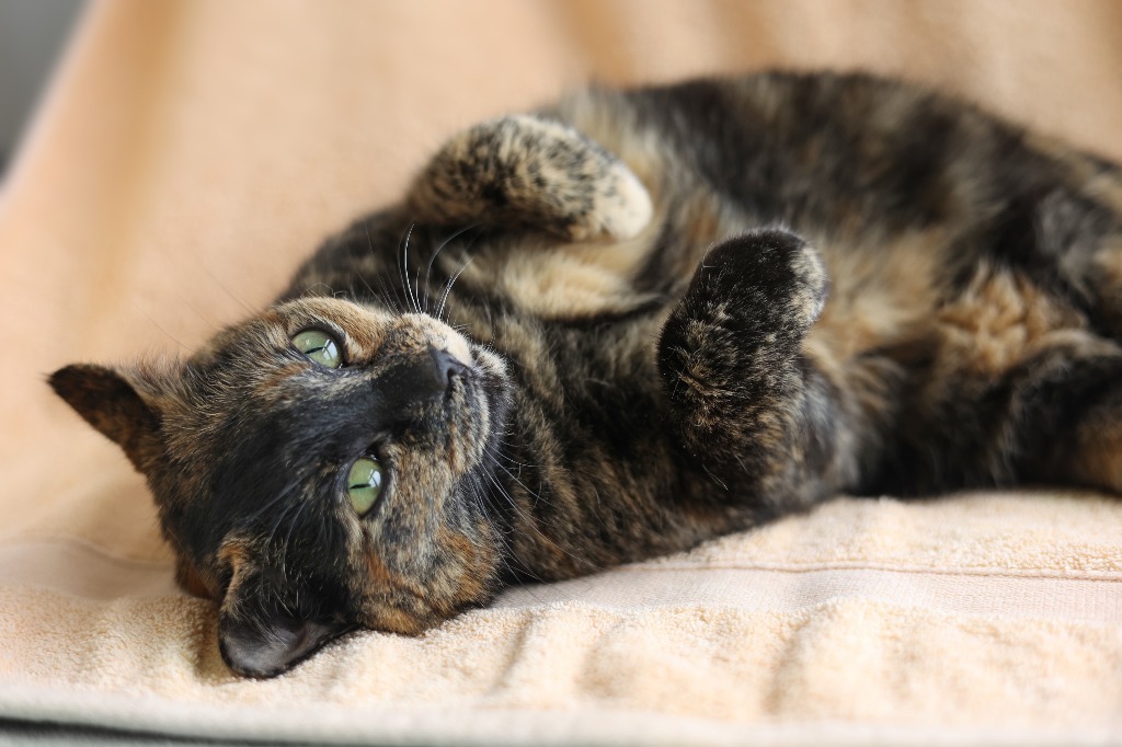 Amanda, an adoptable Domestic Short Hair, Tortoiseshell in Raleigh, NC, 27512 | Photo Image 2