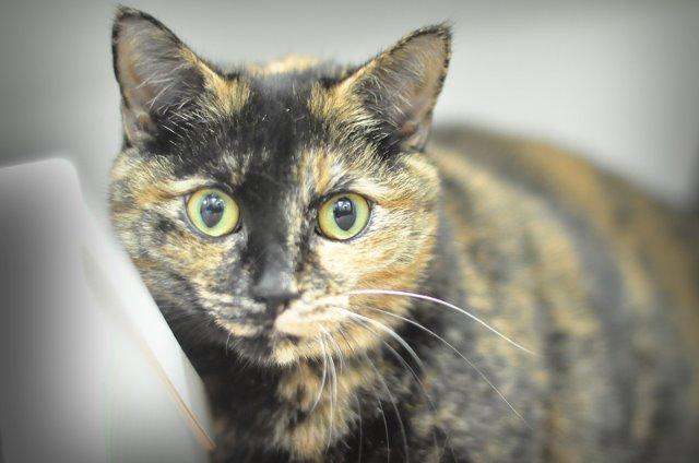 Amanda, an adoptable Domestic Short Hair, Tortoiseshell in Raleigh, NC, 27512 | Photo Image 4