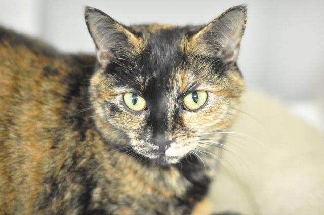 Amanda, an adoptable Domestic Short Hair, Tortoiseshell in Raleigh, NC, 27512 | Photo Image 5