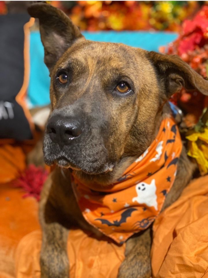 Dog for adoption Adorable awesome Billy Dutch shepherd mix a