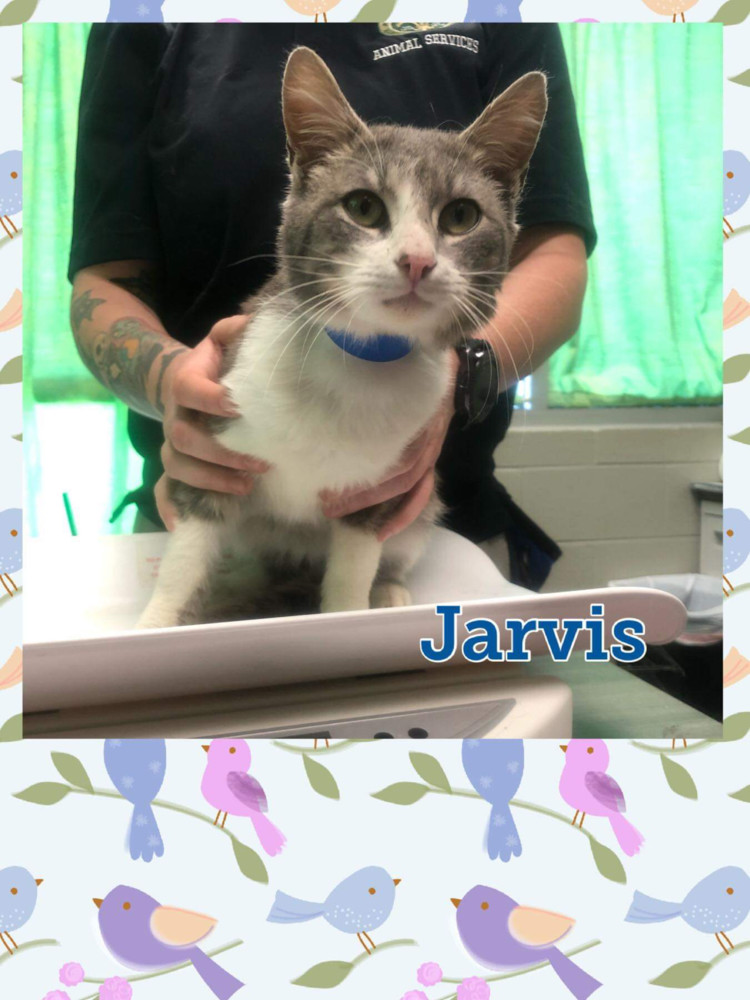 Jarvis, an adoptable Domestic Short Hair in Albany, WI, 53502 | Photo Image 5