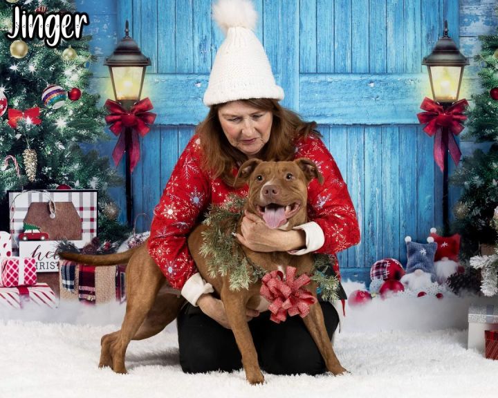 JINGER, an adopted Terrier & Pit Bull Terrier Mix in Flint, MI_image-1
