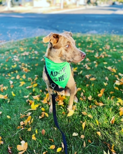 Frankie, an adoptable Catahoula Leopard Dog in Colorado Springs, CO, 80907 | Photo Image 1