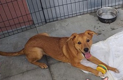 Dog adoption - Oso, a Golden Retriever & Chihuahua Mix in San Diego, CA | Petfinder