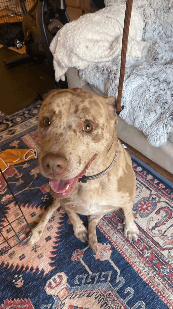 Petfinder catahoula hot sale