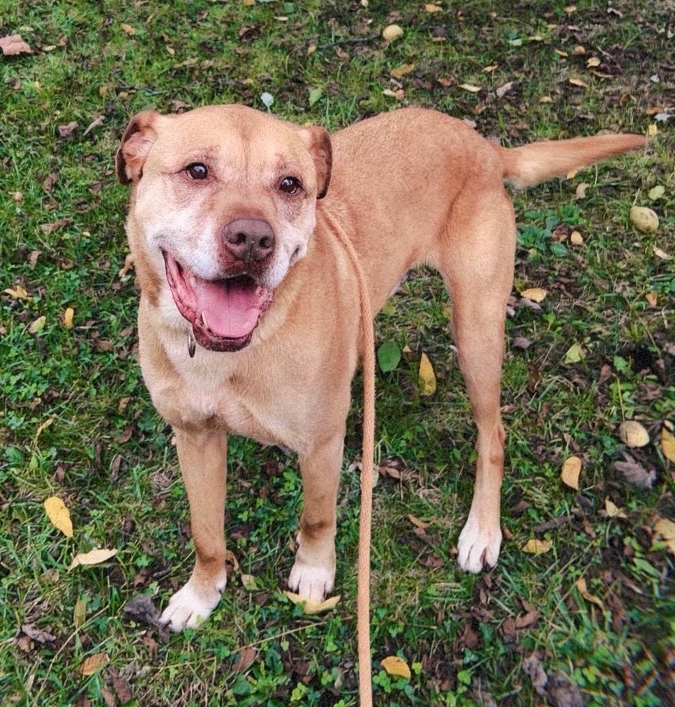 Amos, an adoptable Pit Bull Terrier in Greencastle, IN, 46135 | Photo Image 1