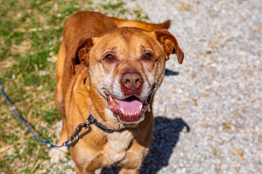 Amos, an adoptable Pit Bull Terrier in Greencastle, IN, 46135 | Photo Image 1