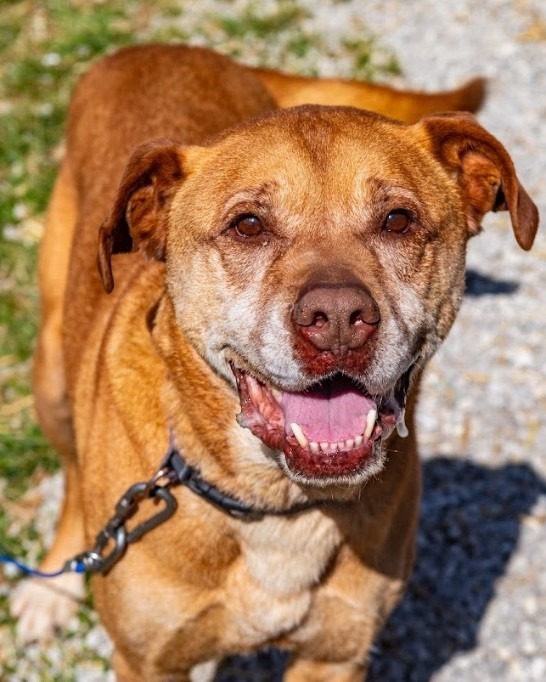 Amos, an adoptable Pit Bull Terrier in Greencastle, IN, 46135 | Photo Image 1