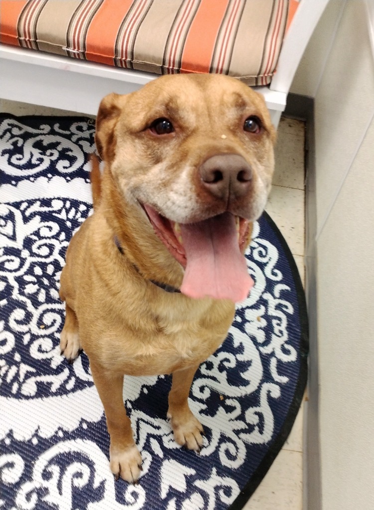 Amos, an adoptable Pit Bull Terrier in Greencastle, IN, 46135 | Photo Image 2