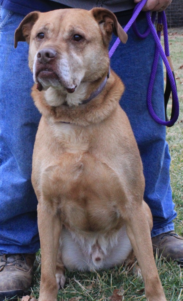 Amos, an adoptable Pit Bull Terrier in Greencastle, IN, 46135 | Photo Image 6