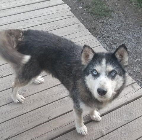 D Dog, an adoptable Husky in Kellogg, ID, 83837 | Photo Image 1