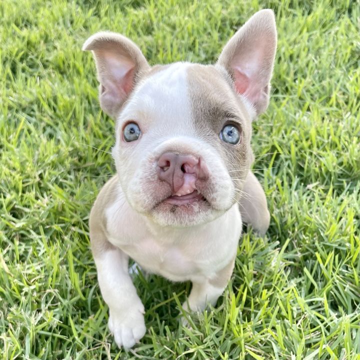 french american bulldog mix