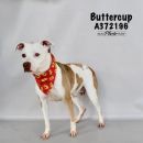 BUTTERCUP's profile on Petfinder.com