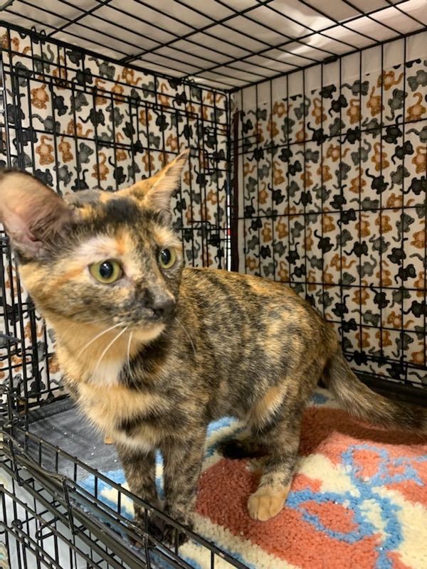 Flora, an adoptable Domestic Short Hair & Tortoiseshell Mix in Highland, IN_image-2