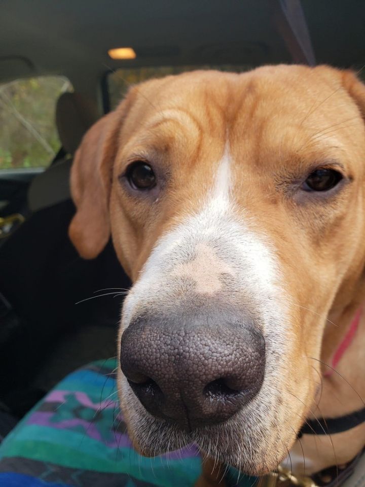 Gabrielle, an adoptable Hound & Labrador Retriever Mix in Waverly, NY_image-6