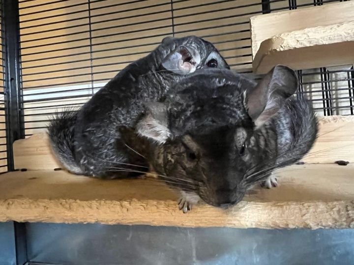 Jerry and Roger, an adopted Chinchilla in Gibbsboro, NJ_image-1