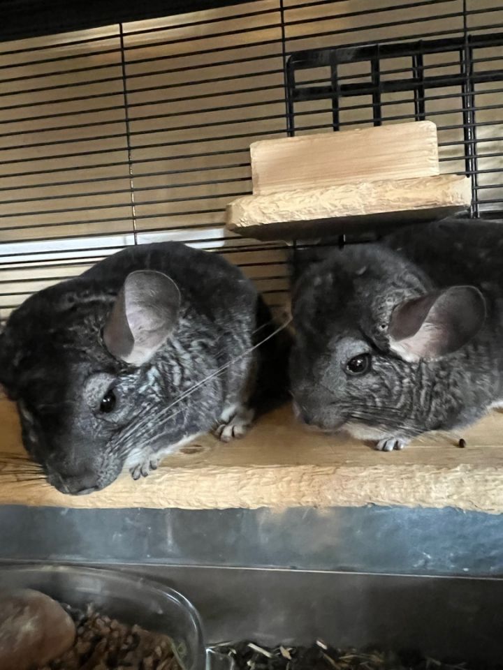 Jerry and Roger, an adopted Chinchilla in Gibbsboro, NJ_image-2