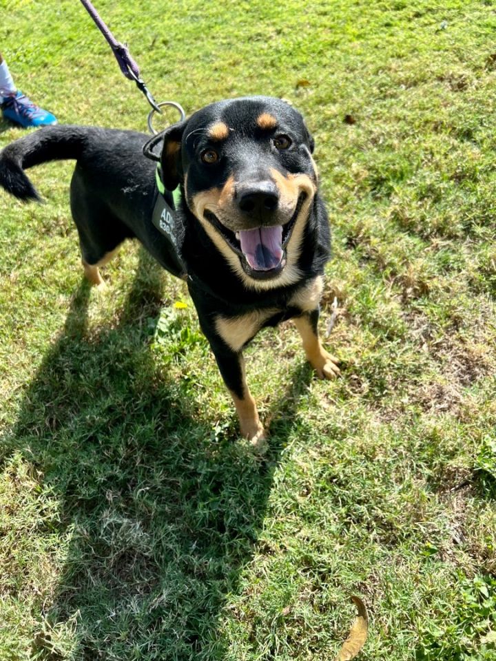Ben, an adoptable Rottweiler & Shepherd Mix in Uvalde, TX_image-1