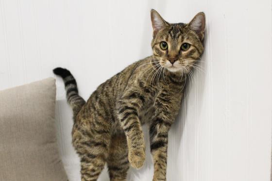 MADISON, an adoptable Domestic Short Hair in Saskatoon, SK, S7K 3S9 | Photo Image 1