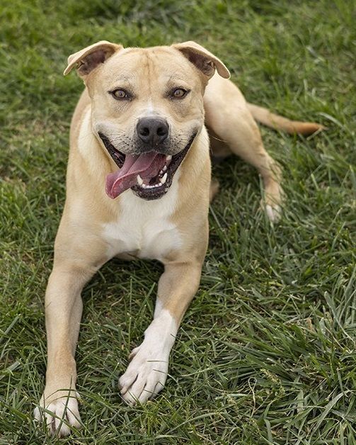 Burlington (Burley), an adoptable Pit Bull Terrier in Creston, IA, 50801 | Photo Image 2