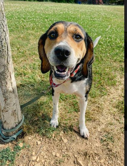 Susie, an adoptable Hound Mix in Bloomsburg, PA_image-3