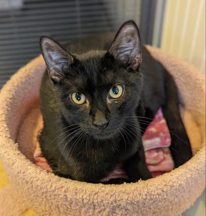 Raven - Good with dogs!, an adoptable Domestic Short Hair in Bloomsburg, PA_image-1