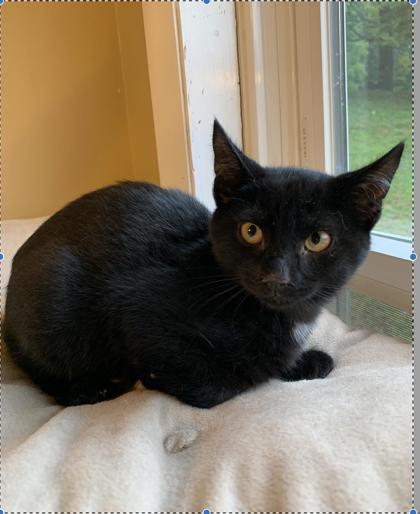 Capital - Good with dogs!, an adoptable Domestic Short Hair in Bloomsburg, PA_image-2