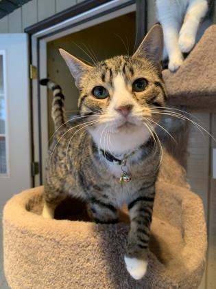 Orion, an adoptable Domestic Short Hair in Bloomsburg, PA_image-3