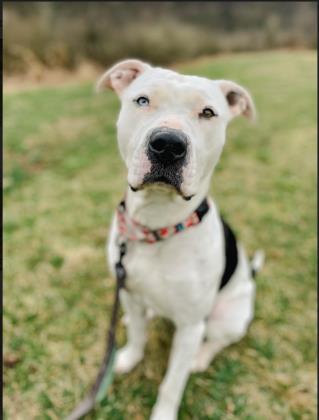 London, an adoptable Pit Bull Terrier & Cane Corso Mix in Bloomsburg, PA_image-2