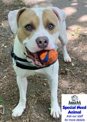 Dog for adoption - Gus, an American Bulldog Mix in Hastings, MN | Petfinder
