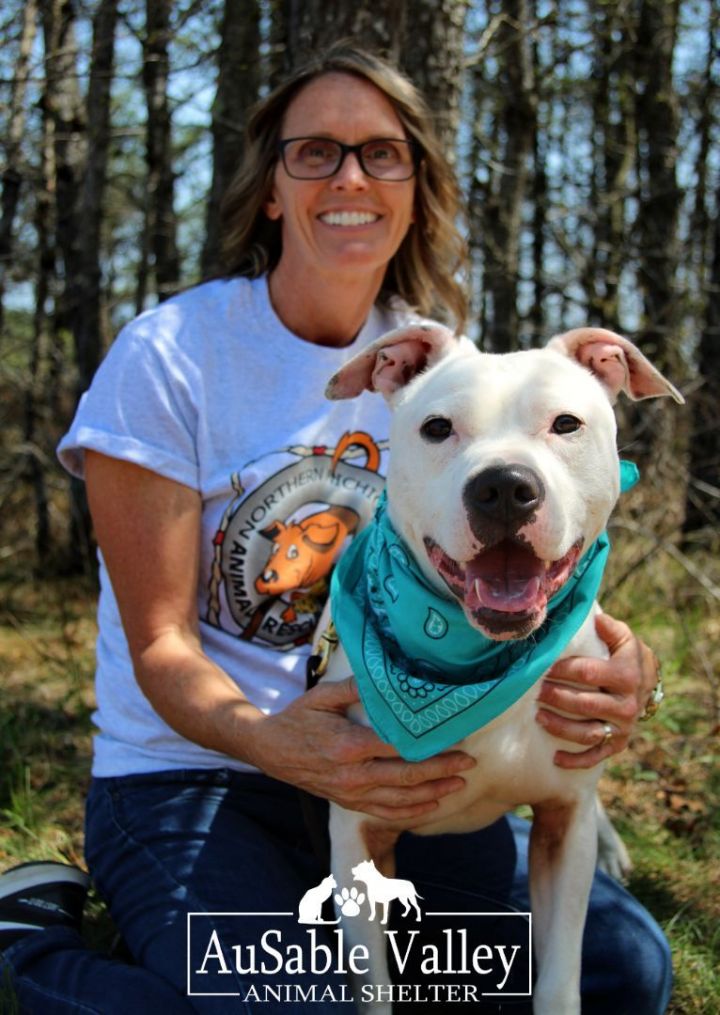 Brutus, an adoptable American Staffordshire Terrier in Grayling, MI_image-1