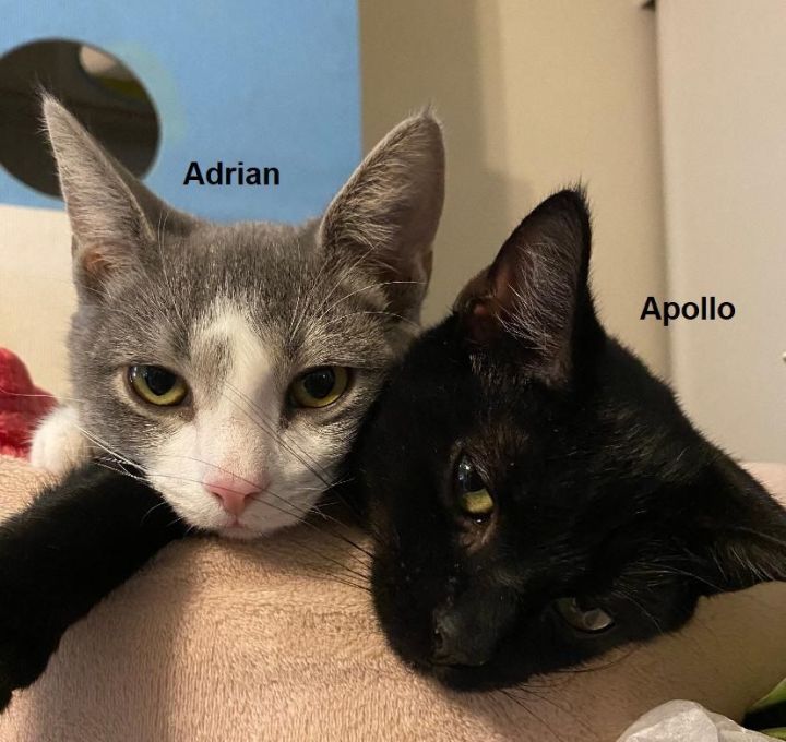 Apollo, an adopted Domestic Short Hair & Bombay Mix in Philadelphia, PA_image-3
