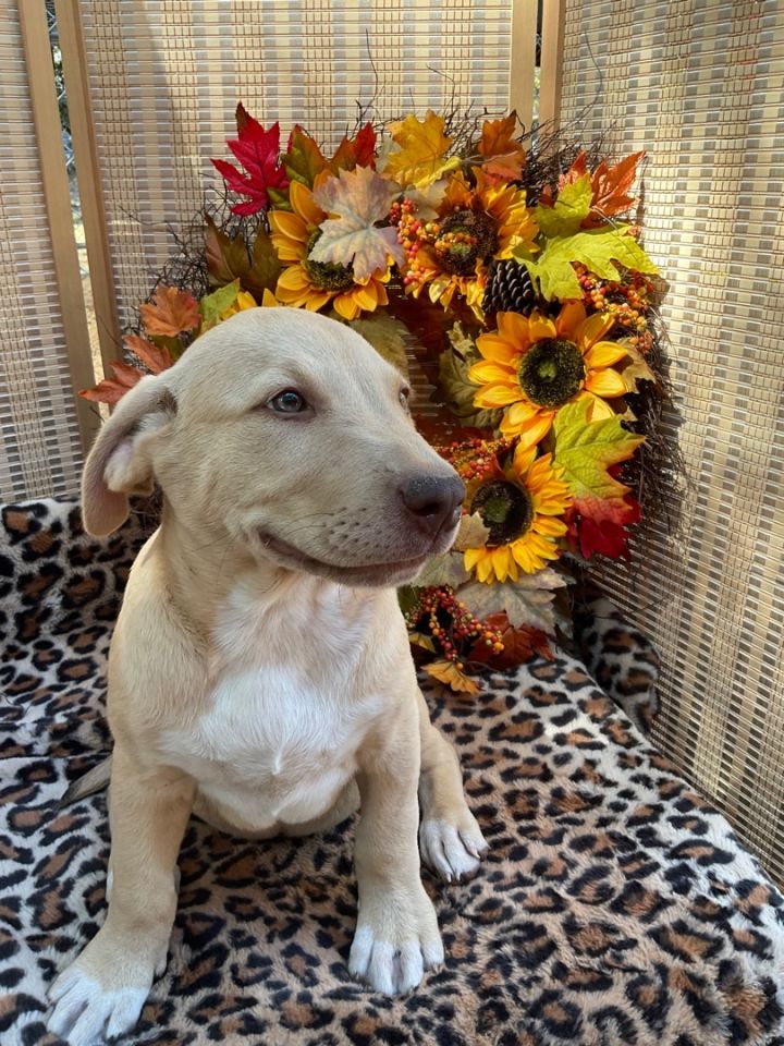 redbone coonhound puppies for sale in michigan